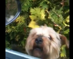 (VIDEO) This Doggie REALLY Wants to be Inside His Dad’s Car. Now Keep Your Eyes on the Window…