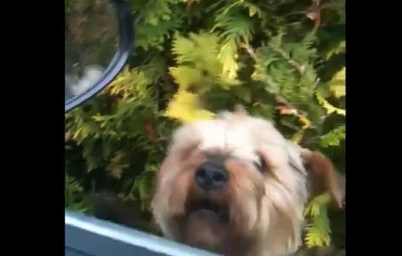 Doggy Outside Car