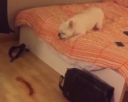 (VIDEO) A Frenchie Encounters a Foot Long Centipede. Now Watch Just How Much He Freaks Out!