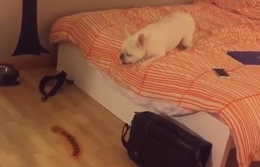 Frenchie and centipede