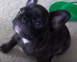 (VIDEO) This Playful Baby Frenchie Will Steal Your Heart, Guaranteed!