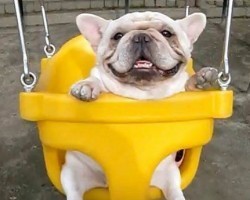 (VIDEO) Two Frenchies Swinging Side by Side Will Totally Make Your Day Bright!