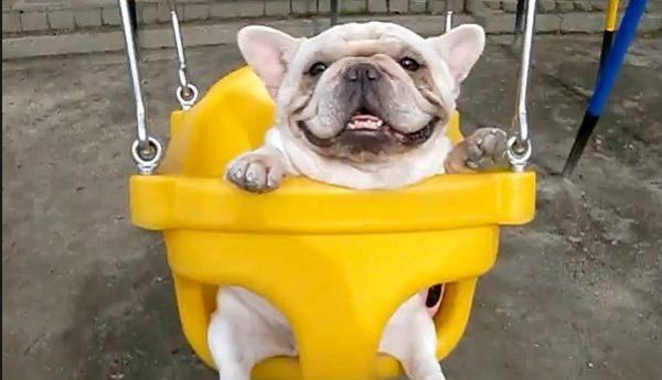 Frenchie in a swing