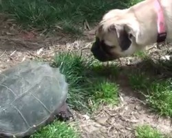 (VIDEO) When a Mean Turtle and Pug Meet, You’ll Never Guess What Happens Next. This is CRAZY!