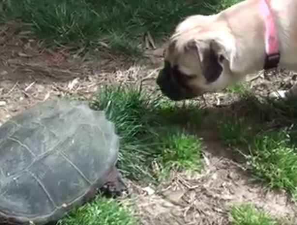 Gigi and Turtle