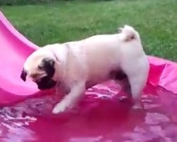 (VIDEO) Gus the Pug is Hanging Out in the Pool. Now Watch Just How Much Fun He’s Having!