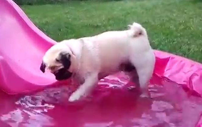 Gus at the Pool