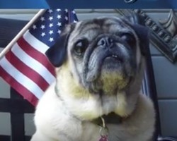 (VIDEO) ATTENTION: Max the Pug Has an Important 4th of July Message. When You Hear Him? What a Patriotic Pug!