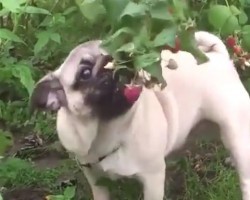 (VIDEO) Adorable Pug Just Wants a Tasty Snack. When She Eats THIS in the Wild? So Cute!