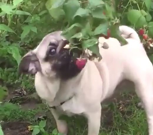 Pug Eating Berries