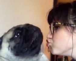 (VIDEO) This Pug is Not Very Fond of Kisses! Watch This and I Guarantee You’ll LOL!