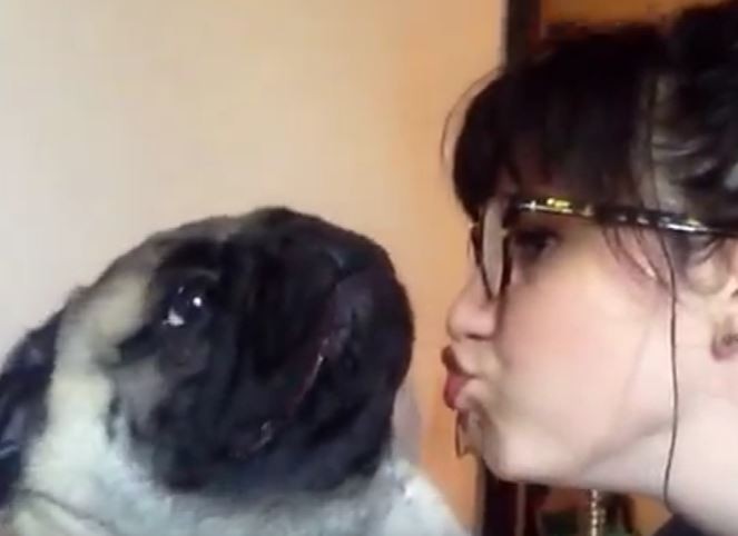 Pug Hates Kisses