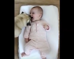 (VIDEO) Pug Goes Up to a Baby and Gives Her a Sweet Kiss. This Will Make You Melt, Guaranteed!