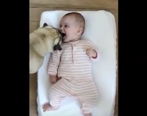 Pug Kisses Baby