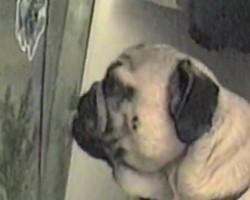 (VIDEO) Pug Can’t Keep Her Paws Off the Fish Tank. What She Does Next? I Still Can’t Believe THIS!