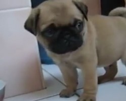 (VIDEO) Most Precious Baby Pug EVER is Here to Brighten Your Day! Enjoy!