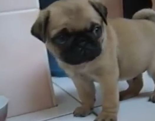 Pug Puppy