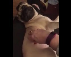 (VIDEO) Ticklish Pug Makes Being Tickled the Cutest Thing to Watch EVER…