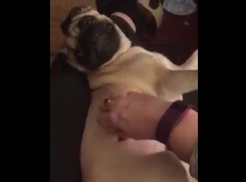 Pug Tickle