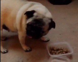 (VIDEO) This Pug is Enjoying Her Food When Her Brother Comes Near It. Now Watch Her Spirited Reaction to Him!