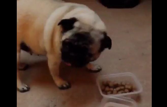 Pug and Food