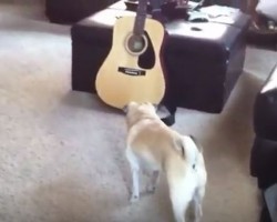 (VIDEO) Pug Investigates a Guitar. What Happens Next? I’ve Never Heard a Fart Quite Like This! LOL!