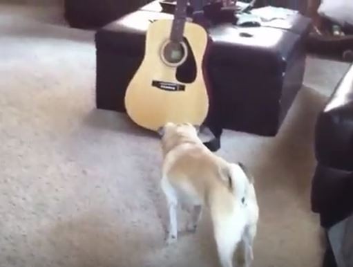 Pug and Guitar