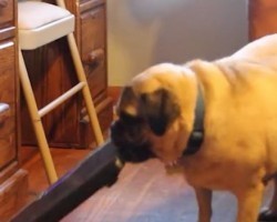 (VIDEO) This Pug is Really Mad and Lets His Owner Have it. The Reason Why? This is HILARIOUS!