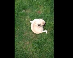 (VIDEO) Pug Puppy is Entertained by Chasing His… Own Tail?! Can’t. Stop. Laughing!!