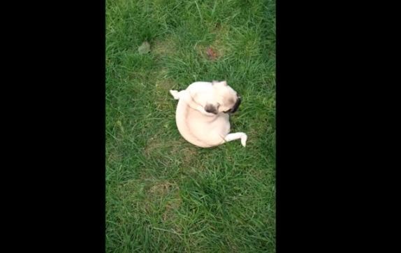 Pug chasing his tail