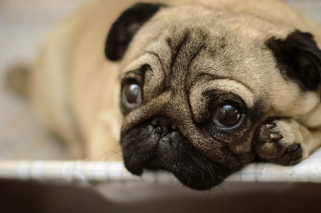 Pug on bed