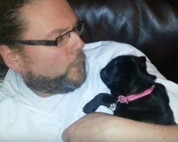 (VIDEO) Dad Playfully Blows on His Pug. How the Tiny Baby Responds? My Heart is MELTING!