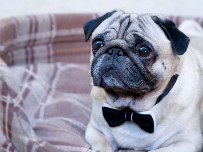 Pug with bow-tie