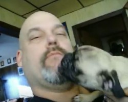 (VIDEO) Affectionate Pug Really Wants to Kiss Her Dad. Now Watch the Dad When She Won’t Stop… LOL!
