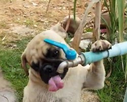 (VIDEO) Pug is Really Thirsty. So What Does He Do? You’re Not Going to Believe THIS!
