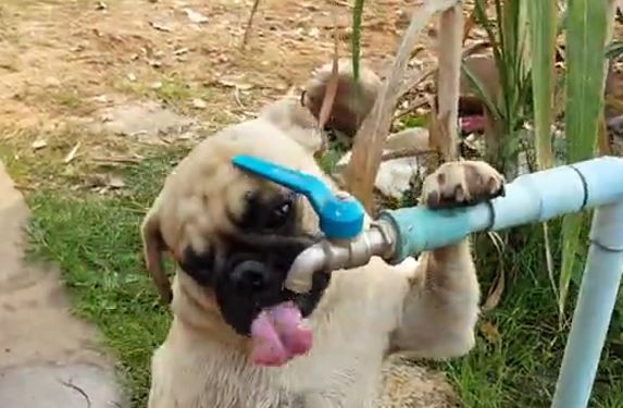 Pup Drinking Fountain