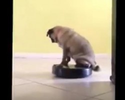(VIDEO) Pugs are Ridin’ Dirty on a… Rumba?! LOL!