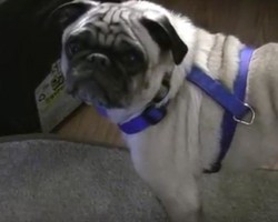 (VIDEO) Gus the Pug Urges His Dad to Listen. When He Won’t? Poor, Sweet Doggie!