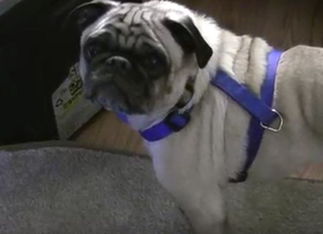 Serious Pug