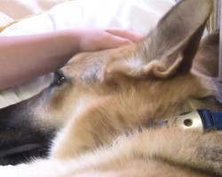Adopted German Shepherd Saves Little Girl and in the Process Gets Bit by a Rattlesnake