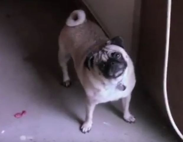 Sophie the Pug