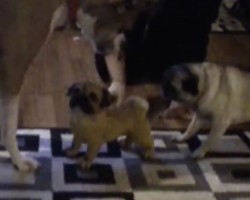 (VIDEO) Two Dogs Encounter a Fake Pug. How They React? Can’t. Stop. Laughing!