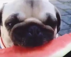 (VIDEO) This Pug Pup Makes Eating Watermelon Look Like the Cutest Thing Ever. Watch and See for Yourself!
