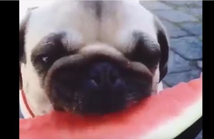 Watermelon Pug