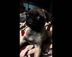 (VIDEO) Zoey the Pug Is Battling Hiccups. How She Tries to Make Them Go Away? Sound the Cute Alarm!
