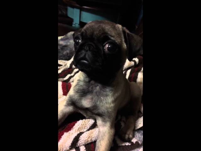 Zoey the Pug hiccups