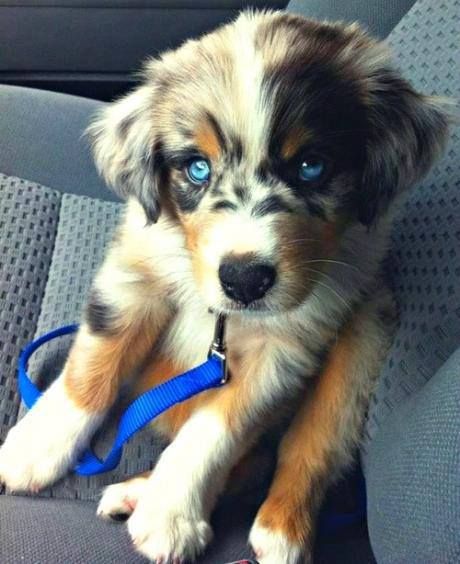 australian shepherd