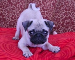 (VIDEO) Mischievous Baby Pug is Having a Blast. Now Listen to His Cute Puppy Bark!