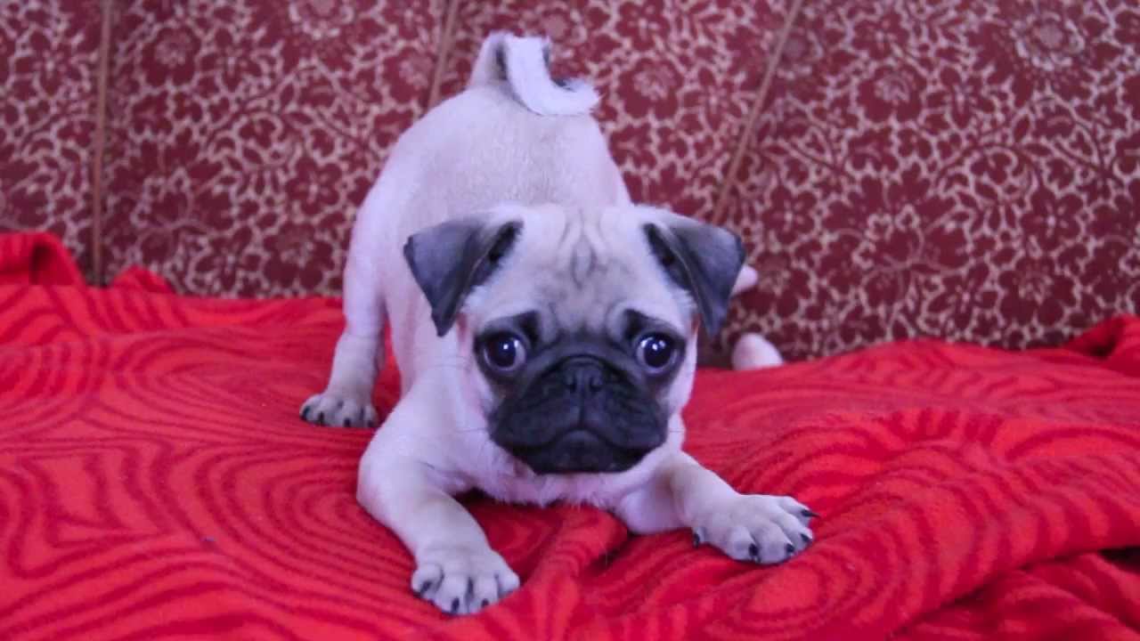 baby Pug carlos