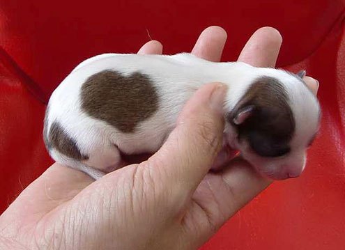 baby dog with heart on her coat